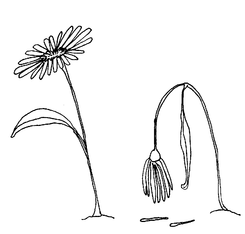 Picture from picture2.15.png
