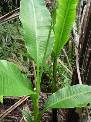 Picture of abaka