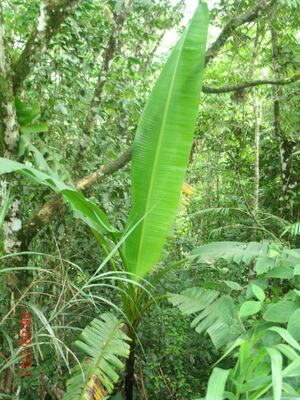 Picture of abaka
