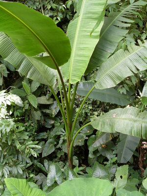 Picture of abaka