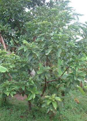 Picture of abukadu