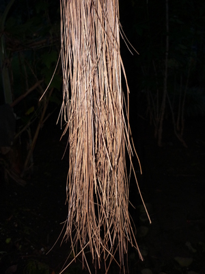 Picture of agsam
