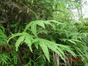 Picture of agsam