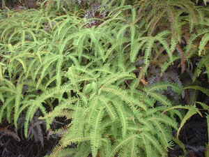 Picture of agsam