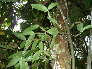 Picture of ahew_te_nanga