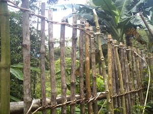 Picture of alad