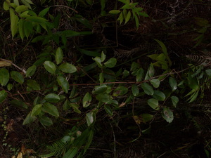 Picture of alubiid