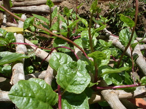 Picture of alugbati
