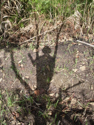 Picture of alung