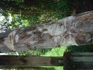 Picture of ang-ang