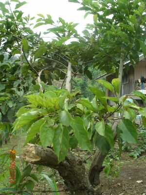 Picture of anunang