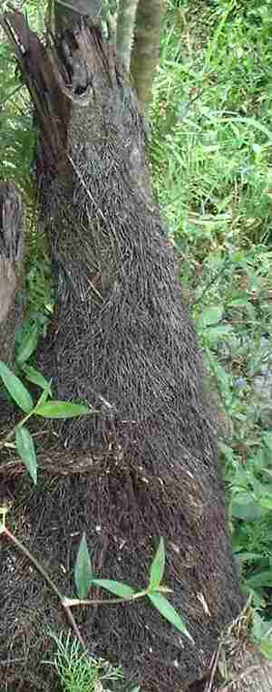 Picture of anutung