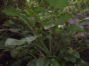 Picture of apusew