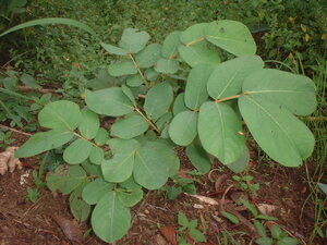 Picture of asunting