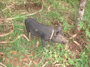 Picture of babuy1