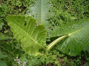 Picture of baggiyang