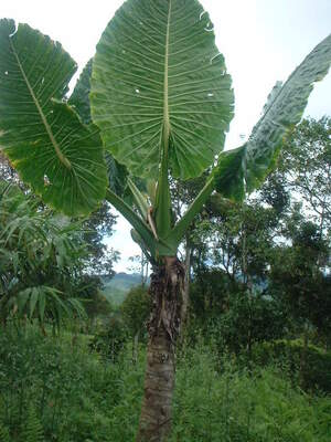 Picture of baggiyang