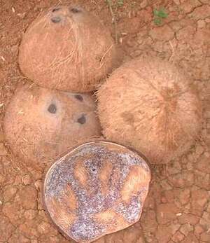 Picture of bagul