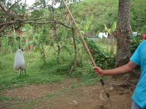 Picture of bagwanan