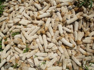 Picture of bahal