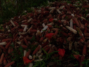 Picture of bahal