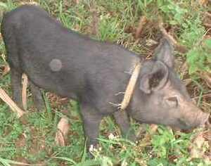 Picture of baketin