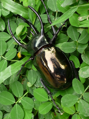 Picture of bakukang