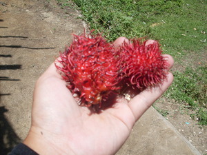 Picture of balangas