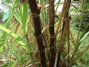 Picture of balatinew