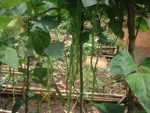 Picture of balatung