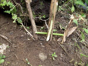 Picture of baled