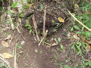 Picture of baled