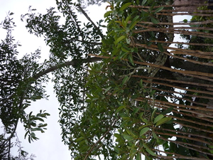 Picture of balitì