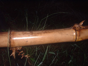 Picture of baney