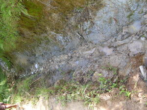 Picture of bangalug