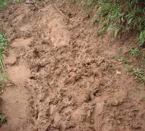 Picture of basak