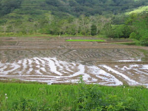 Picture of basakan