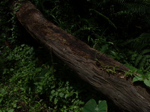 Picture of batang1