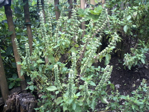 Picture of bawing