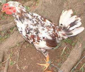 Picture of belekebeken