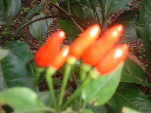 Picture of benisil