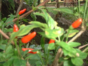 Picture of benisil