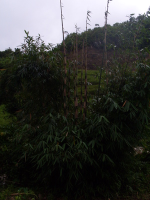 Picture of bentung