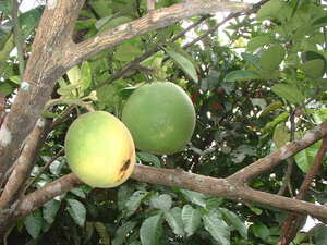 Picture of beungun