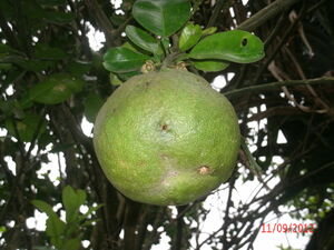 Picture of beungun