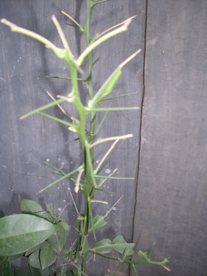 Picture of beungun