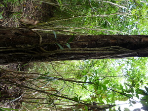 Picture of biliya