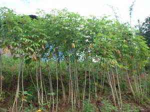 Picture of binggala