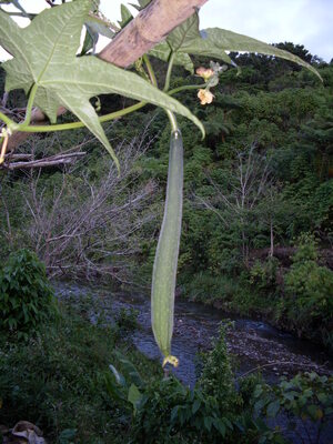 Picture of bintang2