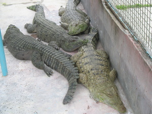 Picture of buaya1